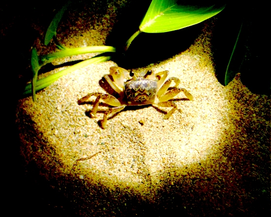 Visit Sand Crabs at Night